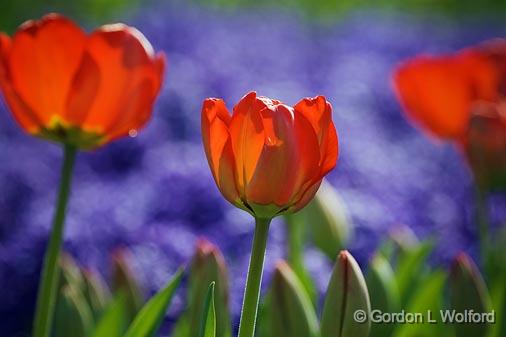 Red Tulips_53196.jpg - Photographed at Ottawa, Ontario - the capital of Canada.